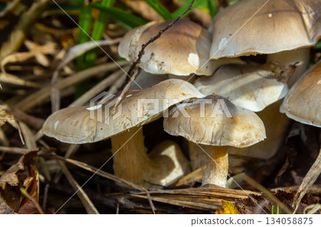 Mycena galericulata and Tricholoma species found in forest undergrowth during autumn season Mycena galericulata and Tricholoma species found in forest undergrowth during autumn season 134058875