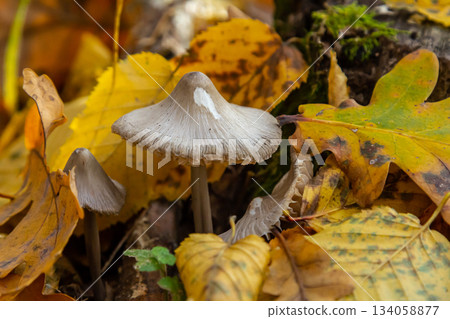 Mushrooms growing among fallen leaves in a forest setting during autumn in a temperate region 134058877