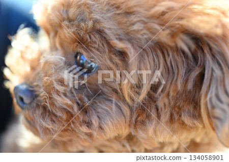 Close-up of a cute toy poodle's face 134058901