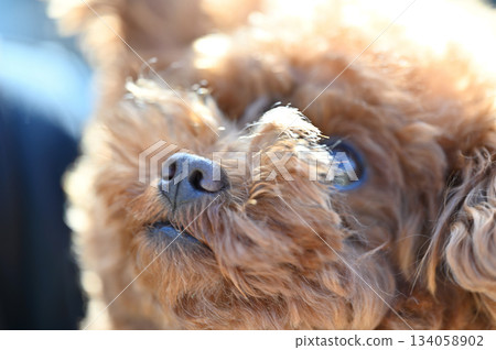 一隻可愛玩具貴賓犬的臉部特寫 134058902