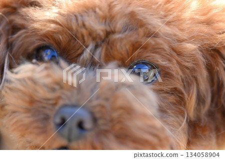 Close-up of a cute toy poodle's face Close-up of a cute toy poodle's face 134058904