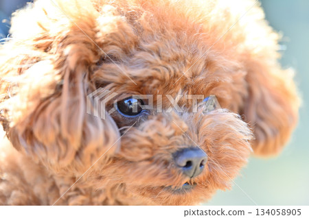 Close-up of a cute toy poodle's face 134058905