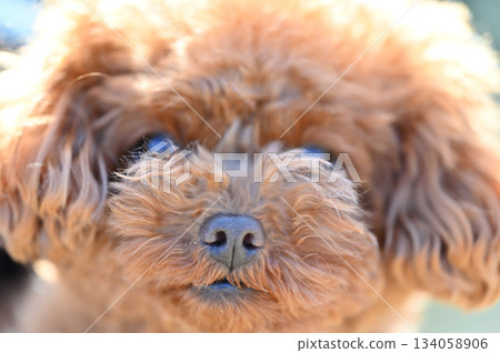 一隻可愛玩具貴賓犬的臉部特寫 134058906