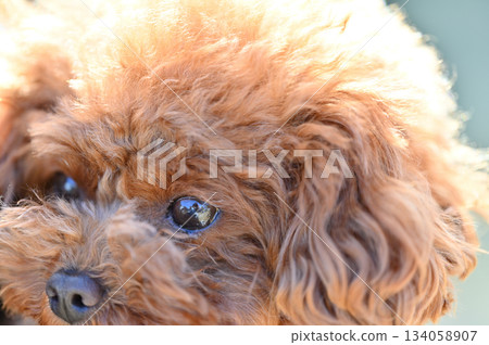 Close-up of a cute toy poodle's face 134058907