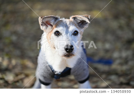 Jack Russell Terrier Jack Russell Terrier 134058930