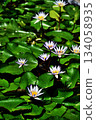 White water lily 134058935