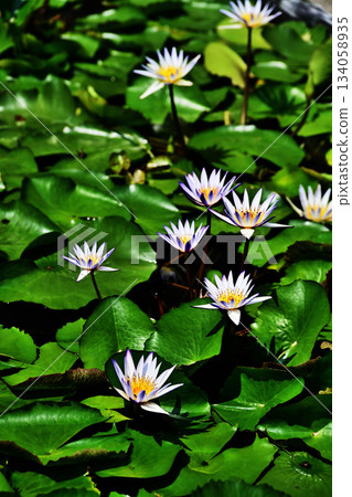 White water lily 134058935