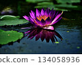 Water lily reflection on the surface of the water 134058936
