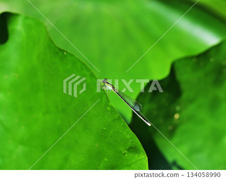 Ittombo stopping at lotus leaves Ittombo stopping at lotus leaves 134058990