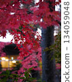 五顏六色的秋葉 134059048