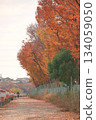 五顏六色的秋葉 134059050