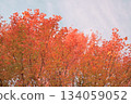 五顏六色的秋葉 134059052