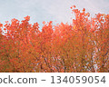 五顏六色的秋葉 134059054
