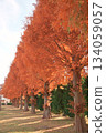 五顏六色的秋葉 134059057