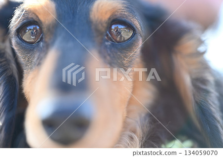 一隻可愛臘腸犬的臉部特寫 134059070