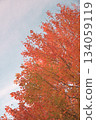 五顏六色的秋葉 134059119
