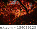 五顏六色的秋葉 134059123