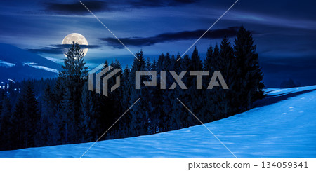 spruce forest on the snow covered meadow at night. beautiful panoramic winter landscape in mountains in full moon light. cold wintry scene. backdrop for fiction art or mystery concepts spruce forest on the snow covered meadow at night. beautiful panoramic winter landscape in mountains in full moon light. cold wintry scene. backdrop for fiction art or mystery concepts 134059341