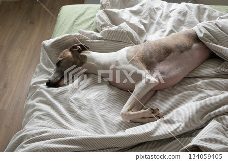Whippet dog sleeping on bed. s. Allowing dog to share bed. Love between pets and their owners 134059405