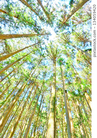 足座山脈的越前山：高聳入雲的杉樹林 134059420