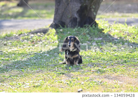 可愛的臘腸犬 134059428