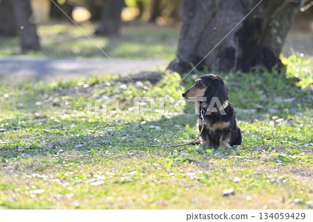 可愛的臘腸犬 可愛的臘腸犬 134059429