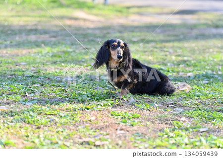 可愛的臘腸犬 134059439