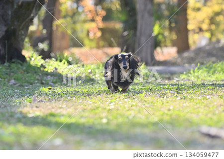 A cute dachshund walking through autumn leaves 134059477