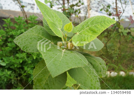 A fig tree with ripening fruit and large, healthy green leaves grows in a front garden. A close-up of a young, beautiful, fruitful tree with two berries and raindrops on its broad leaves. High angle. 134059498