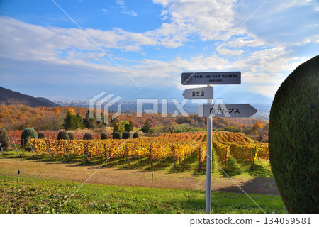 Yamanashi Prefecture: Autumn leaves in vineyards and the Kofu Basin 134059581