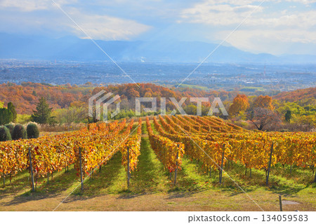Yamanashi Prefecture: Autumn leaves in vineyards and the Kofu Basin Yamanashi Prefecture: Autumn leaves in vineyards and the Kofu Basin 134059583