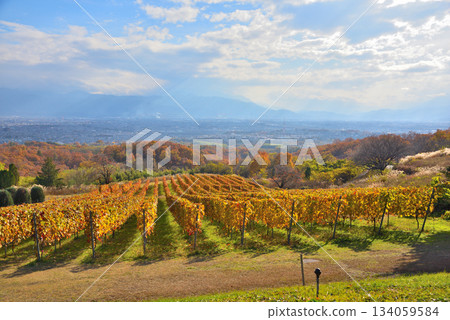 Yamanashi Prefecture: Autumn leaves in vineyards and the Kofu Basin Yamanashi Prefecture: Autumn leaves in vineyards and the Kofu Basin 134059584