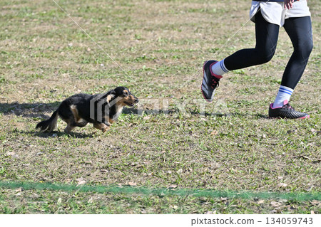 A woman and a dachshund playing in a dog run A woman and a dachshund playing in a dog run 134059743
