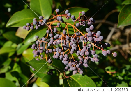 Ligustrum globosum (Ligustrum genus) fruit of the Oleaceae family Ligustrum globosum (Ligustrum genus) fruit of the Oleaceae family 134059783