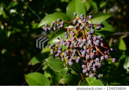 球女貞（女貞屬）木犀科植物的果實 134059804