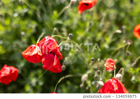 Scenic view of bright red blossoming poppy corn flowers on beautiful green wildflower grassland meadow at warm sunny sunrise or sunset morning light. Scenic nature biodiversity wild floral background 134059875
