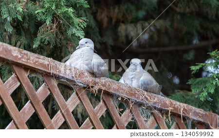 鴿子棲息在房屋的柵欄上 鴿子棲息在房屋的柵欄上 134059992