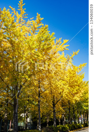 Yellow ginkgo trees (Utsunomiya Higashi Park, Tochigi Prefecture) 134060039