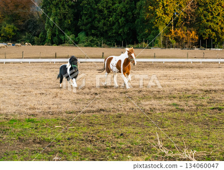 A mother and baby pony at Hattori Farm running around happily 134060047