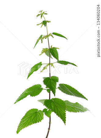 Nettle plant isolated on white background. Green common nettle, burn nettle, stinging nettle or Urtica dioica. Medicinal and culinary herb. Clipping path. Nettle plant isolated on white background. Green common nettle, burn nettle, stinging nettle or Urtica dioica. Medicinal and culinary herb. Clipping path. 134060204