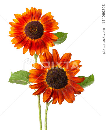 Red sunflower with green leaves, isolated on white background. Decorative sunflower flower. Clipping path. 134060208