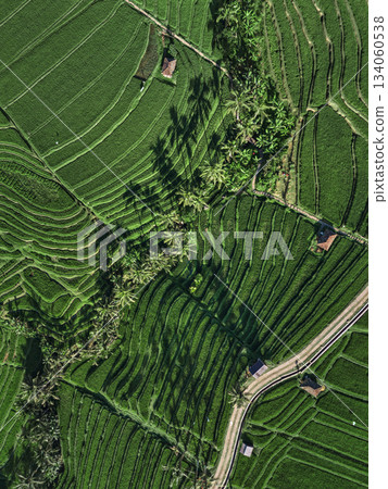 Verdant Rice Paddies, Lush Green Rice Terraces From Drone Perspective 134060538