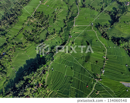 Magnificent Drone Shot Showcasing Verdant Rice Paddies Magnificent Drone Shot Showcasing Verdant Rice Paddies 134060548