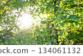 Sunlight filtering through lush green leaves in a vibrant forest setting 134061132