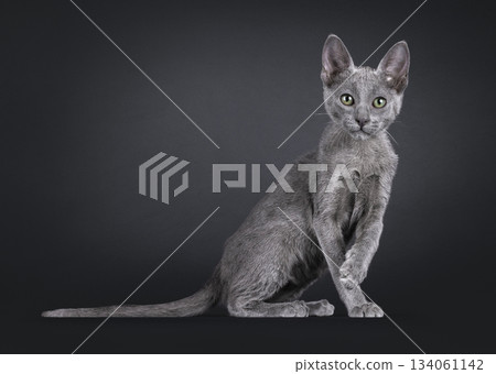 Blue Savannah cat on black background Blue Savannah cat on black background 134061142
