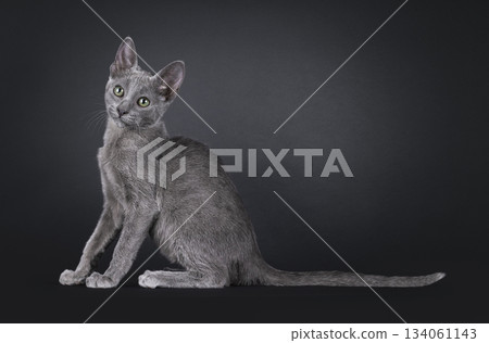 Blue Savannah cat on black background Blue Savannah cat on black background 134061143