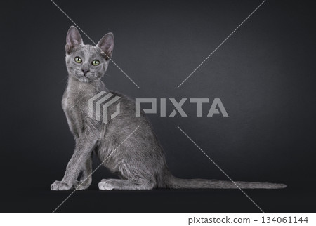 Blue Savannah cat on black background Blue Savannah cat on black background 134061144