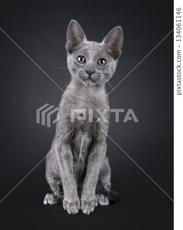 Blue Savannah cat on black background Blue Savannah cat on black background 134061146