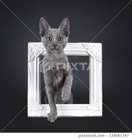 Blue Savannah cat on black background Blue Savannah cat on black background 134061147