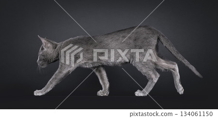 Blue Savannah cat on black background 134061150